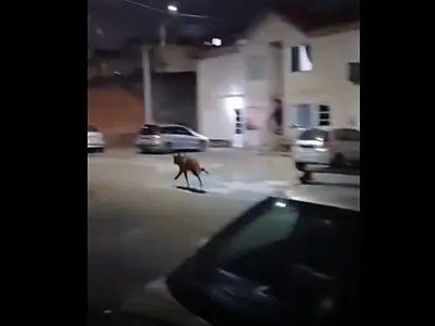 (Imagem: Reprodução)