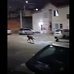 Defesa Civil, GCM e PM Ambiental são acionadas após lobo-guará aparecer em condomínio de Taubaté