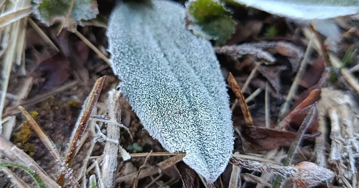 Frio em Campos do Jordão: cidade registra geada e sensação térmica de 0,9°C