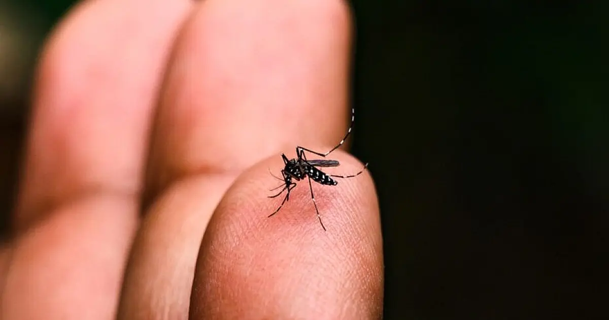 Idosa de 83 anos é a 11ª vítima da dengue em Taubaté; região soma 9.246 casos
