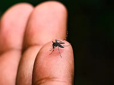 Idosa de 83 anos é a 11ª vítima da dengue em Taubaté; região soma 9.246 casos