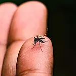 Idosa de 83 anos é a 11ª vítima da dengue em Taubaté; região soma 9.246 casos