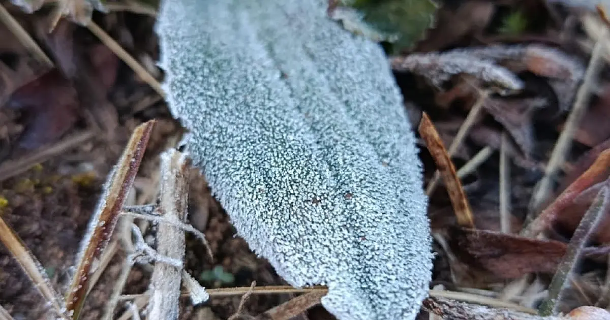 Alerta do Inmet se confirma e Campos do Jordão registra frio de 3,9°C e geada